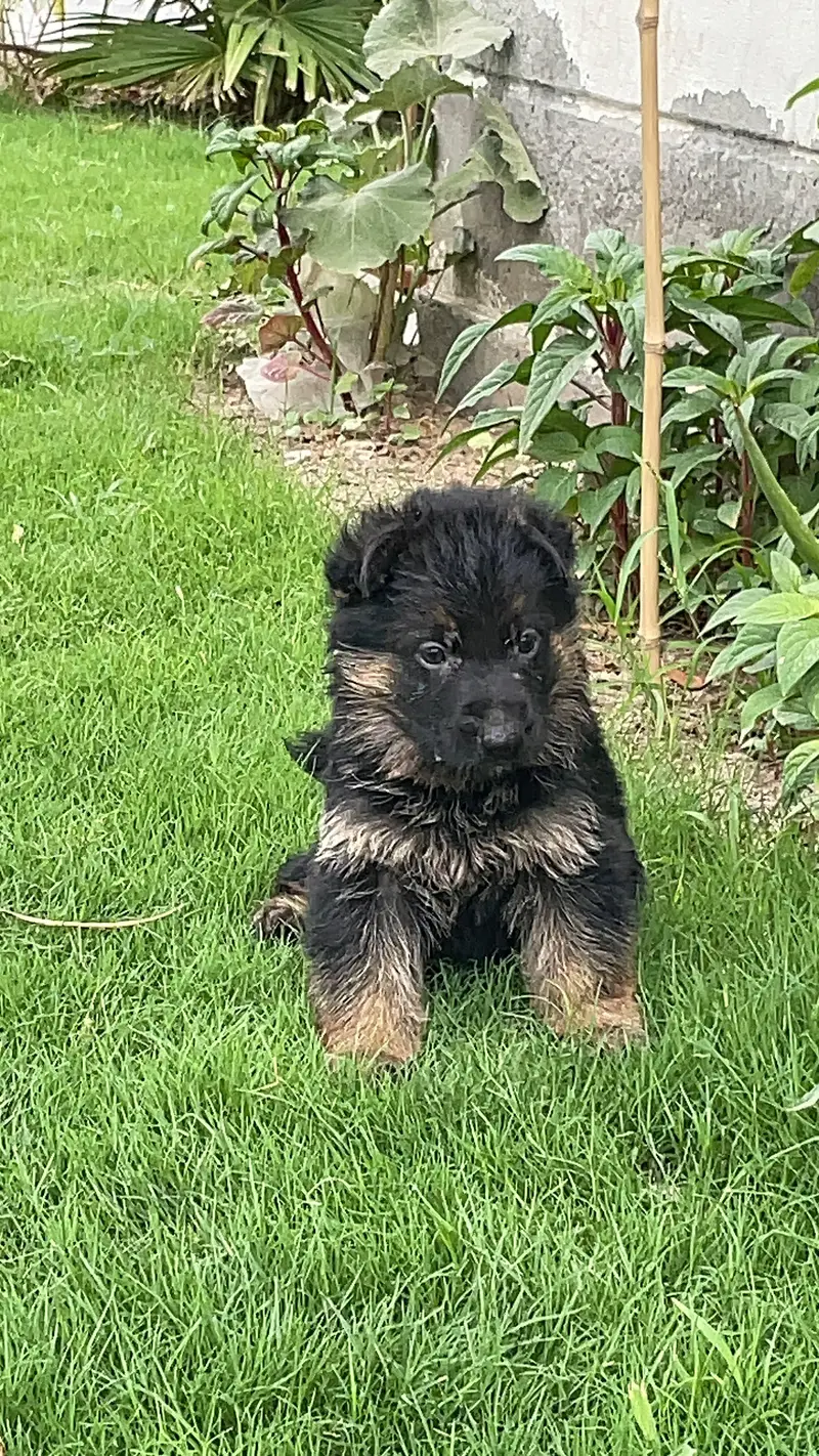 GSD puppies 1 month old — photo 4