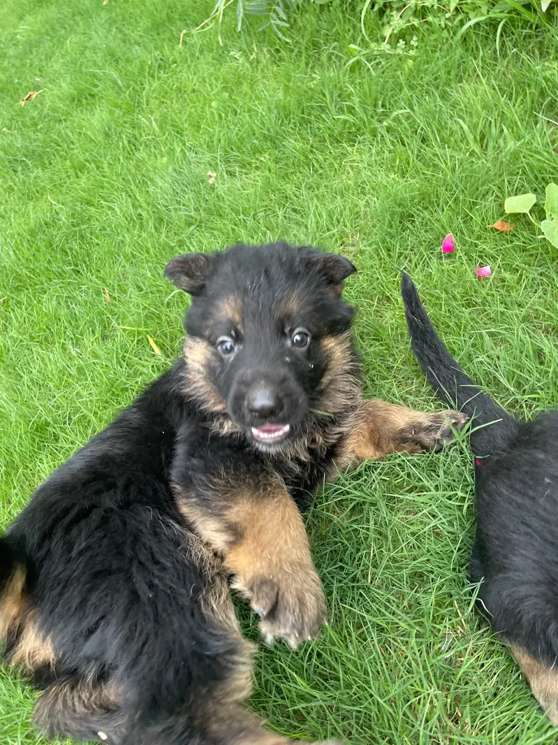 GSD puppies 1 month old — photo 5