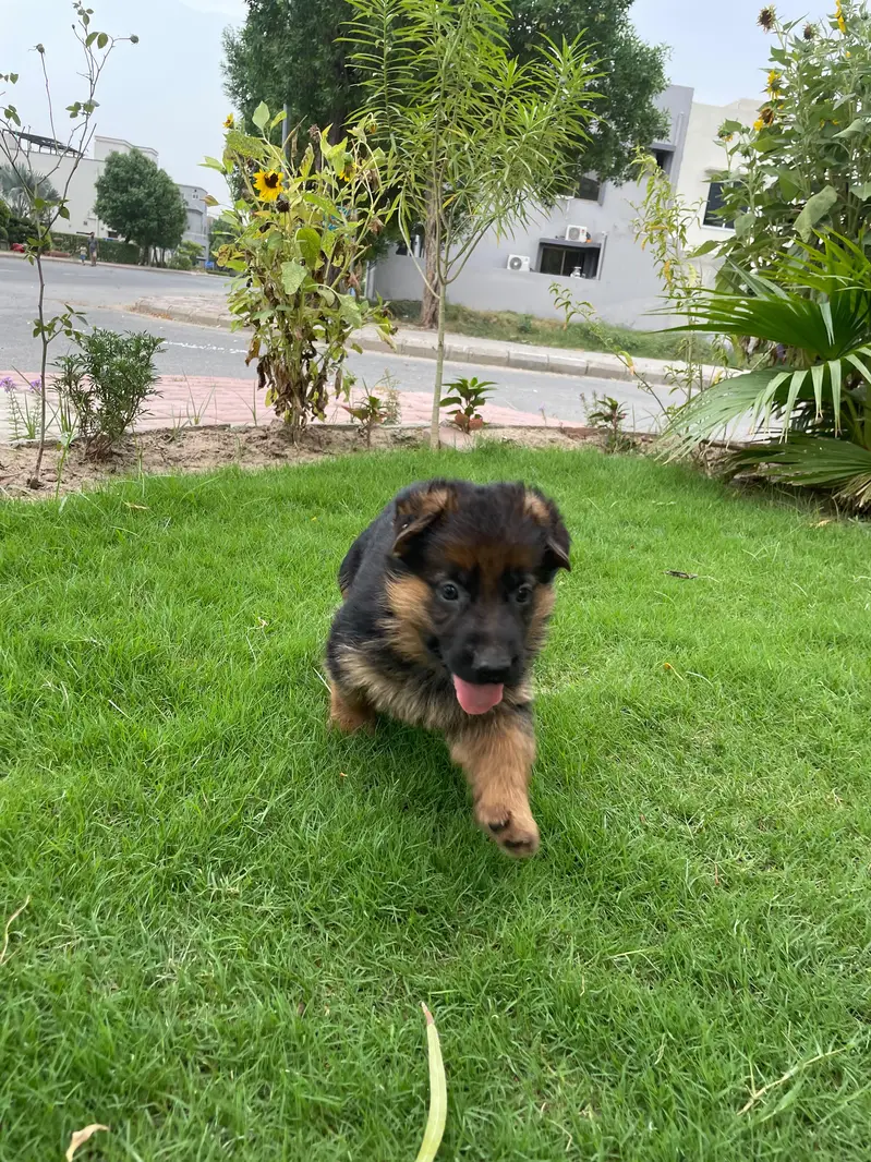 GSD puppies 1 month old — photo 6