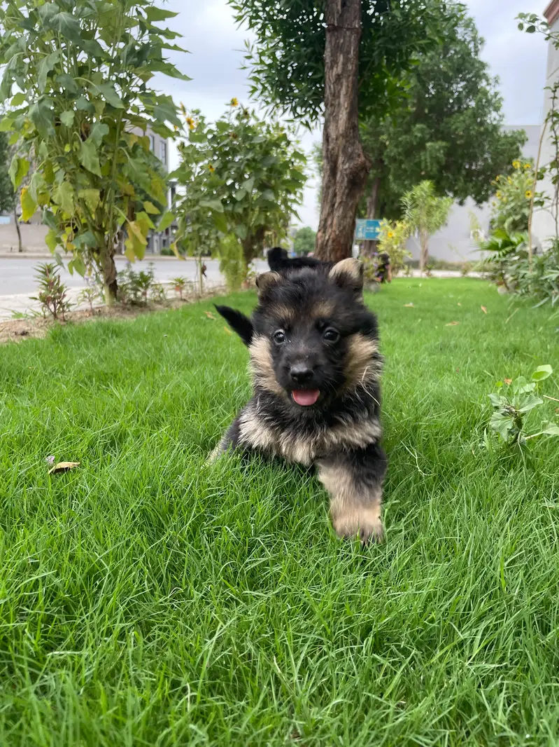 GSD puppies 1 month old — photo 7