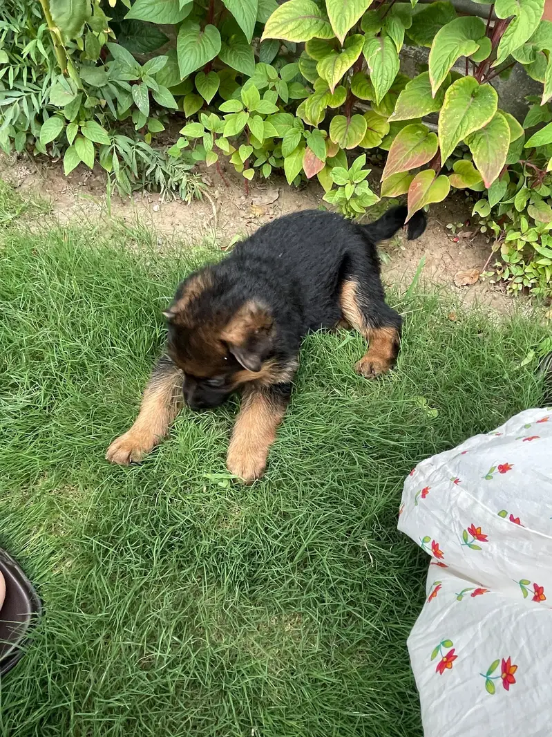 GSD puppies 1 month old — photo 8