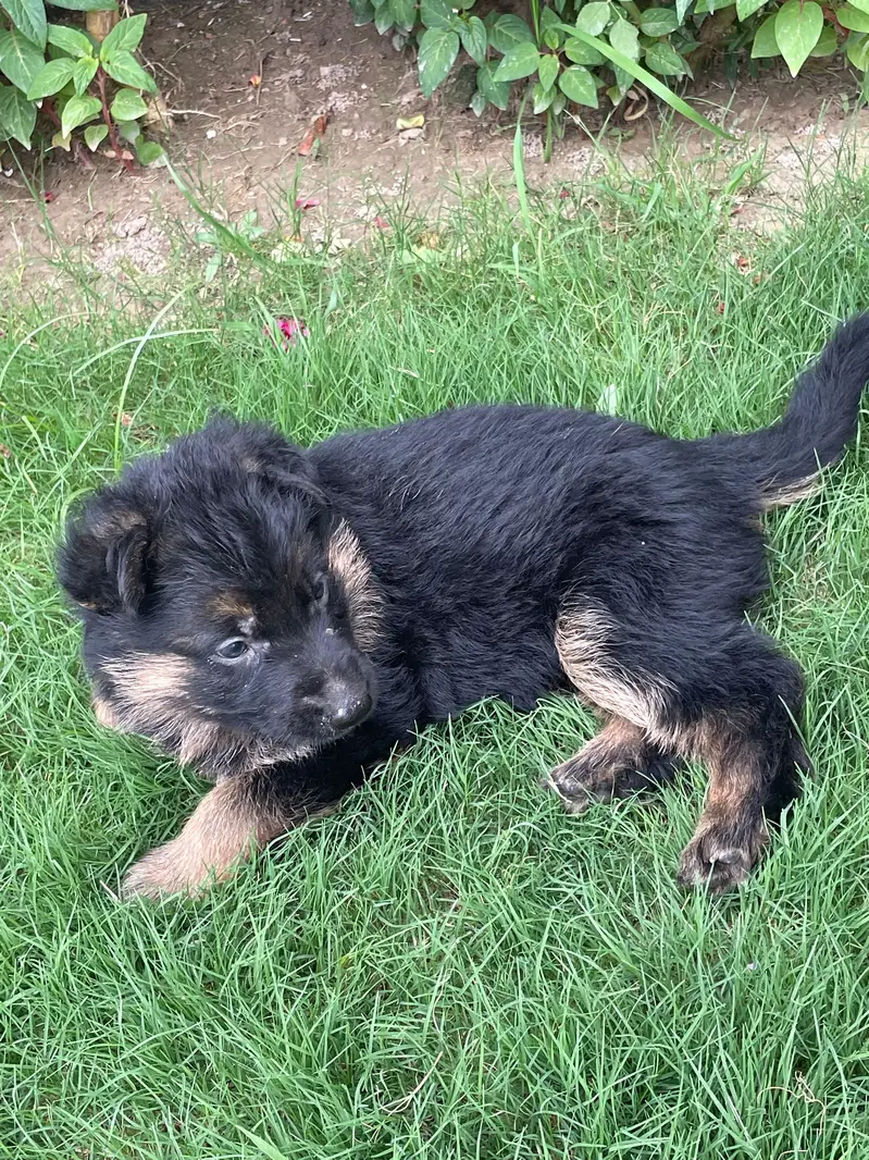 GSD puppies 1 month old — photo 9