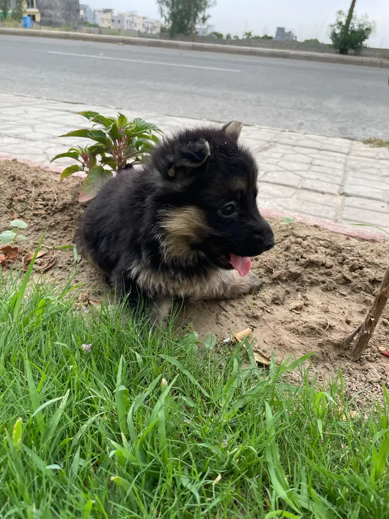 GSD puppies 1 month old — photo 10