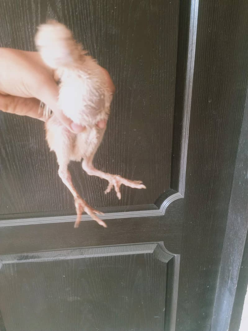 Aseel chicks 2