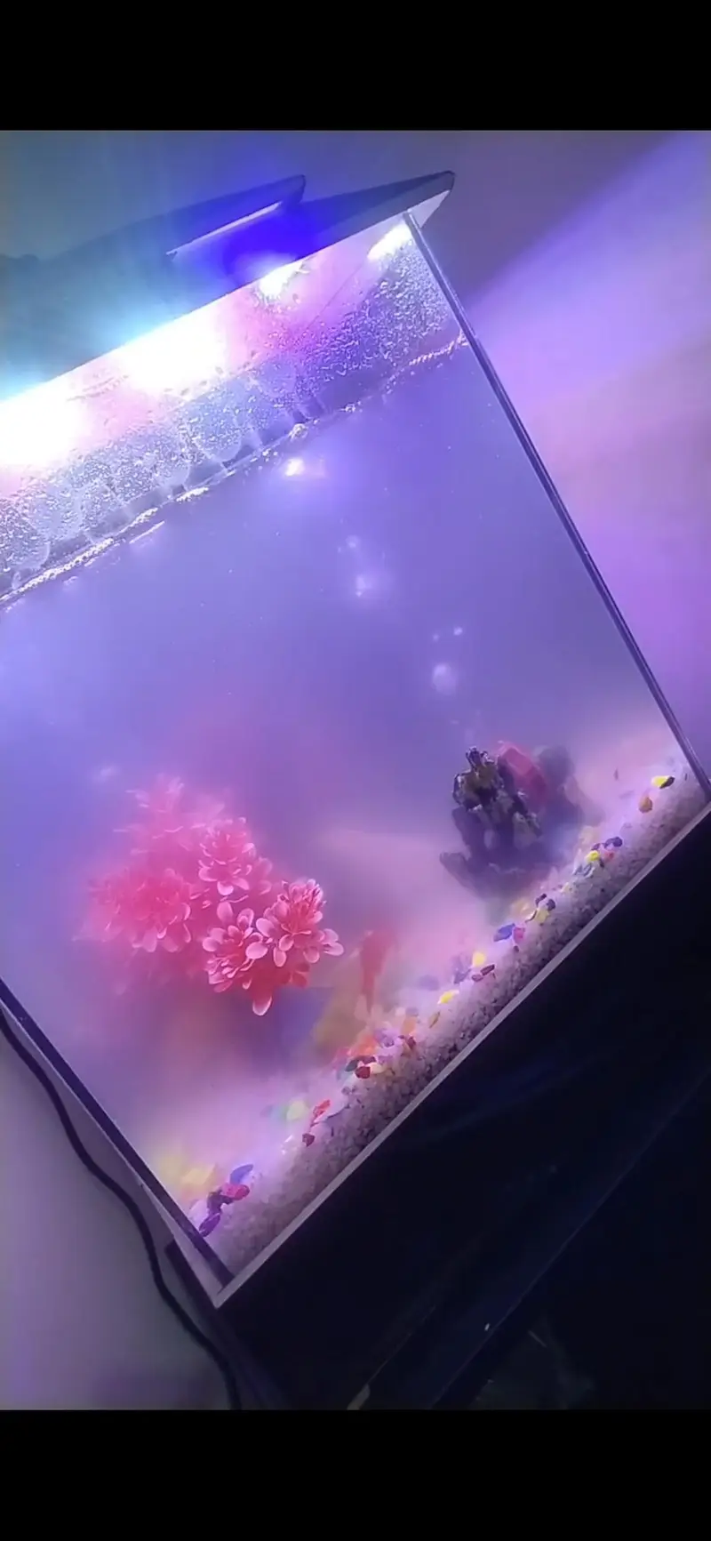 2 fish pair with aquraim