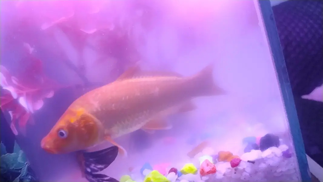 2 fish pair with aquraim — photo 2