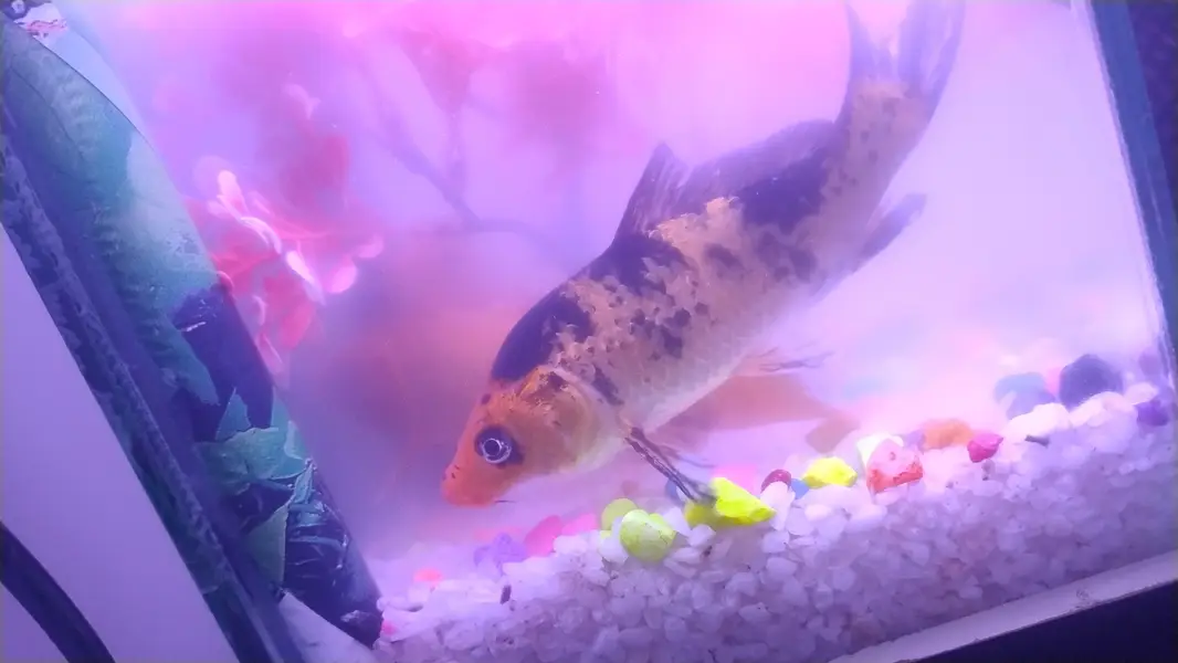 2 fish pair with aquraim — photo 3