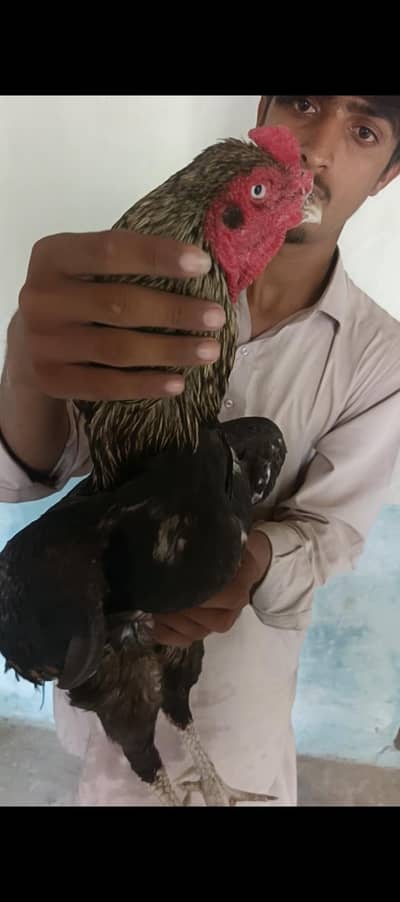 pure Pakistani High quality murga 4500 wazan mohre ka