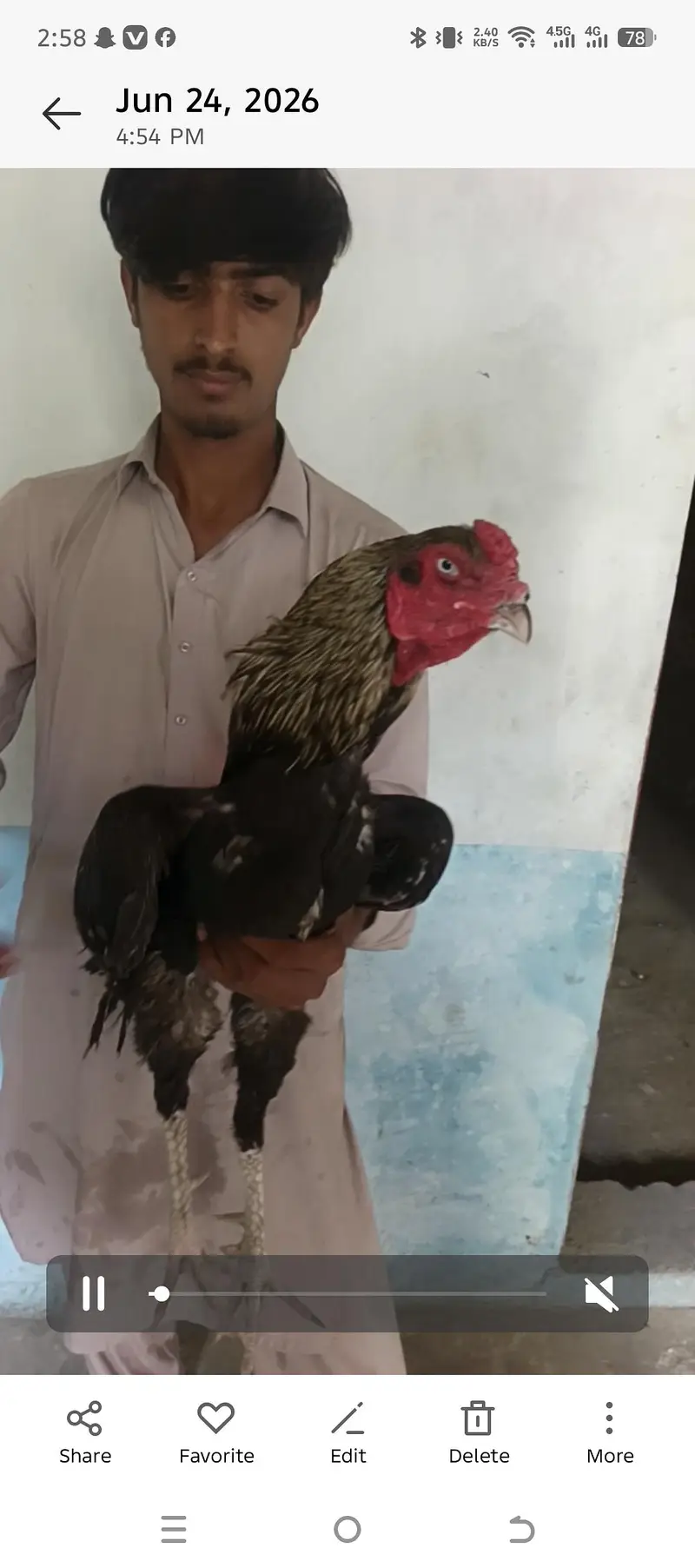 pure Pakistani High quality murga 4500 wazan mohre ka — photo 3