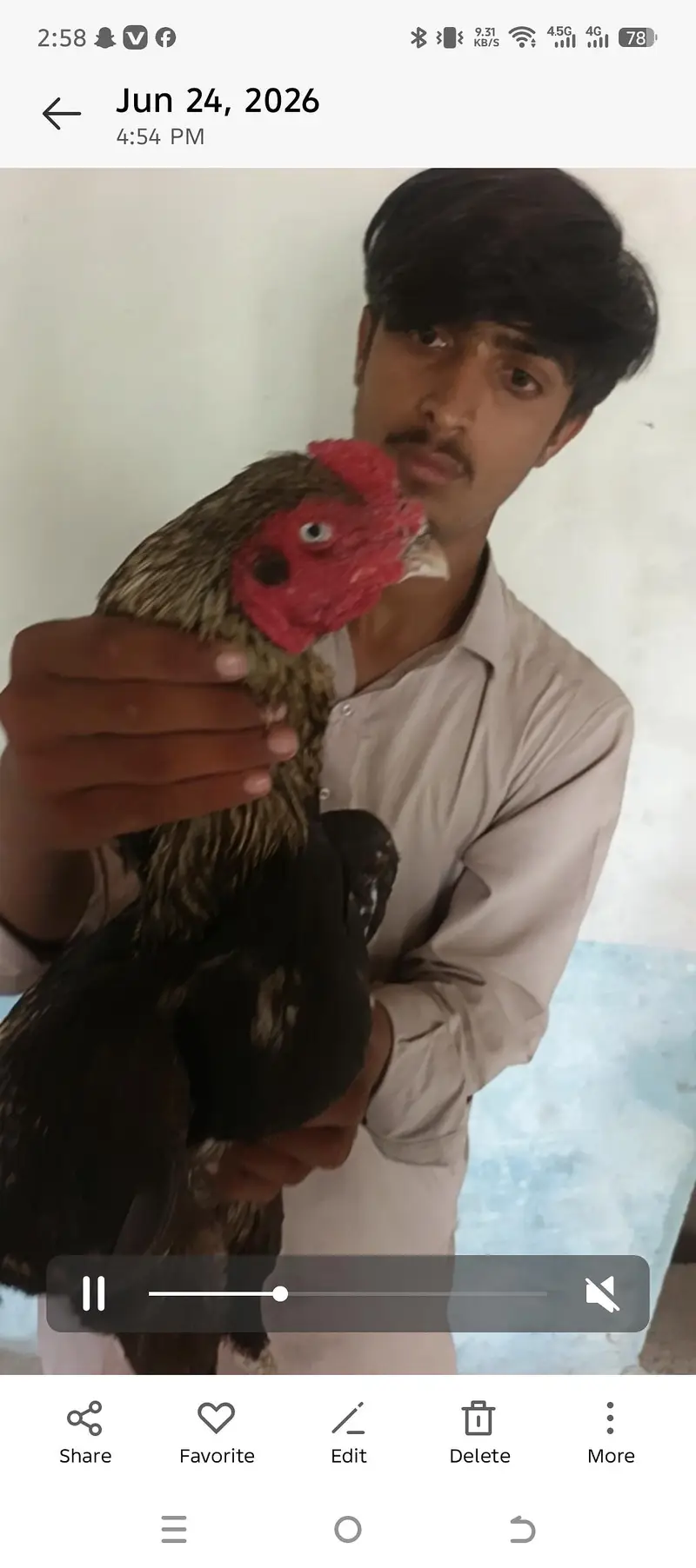 pure Pakistani High quality murga 4500 wazan mohre ka — photo 6