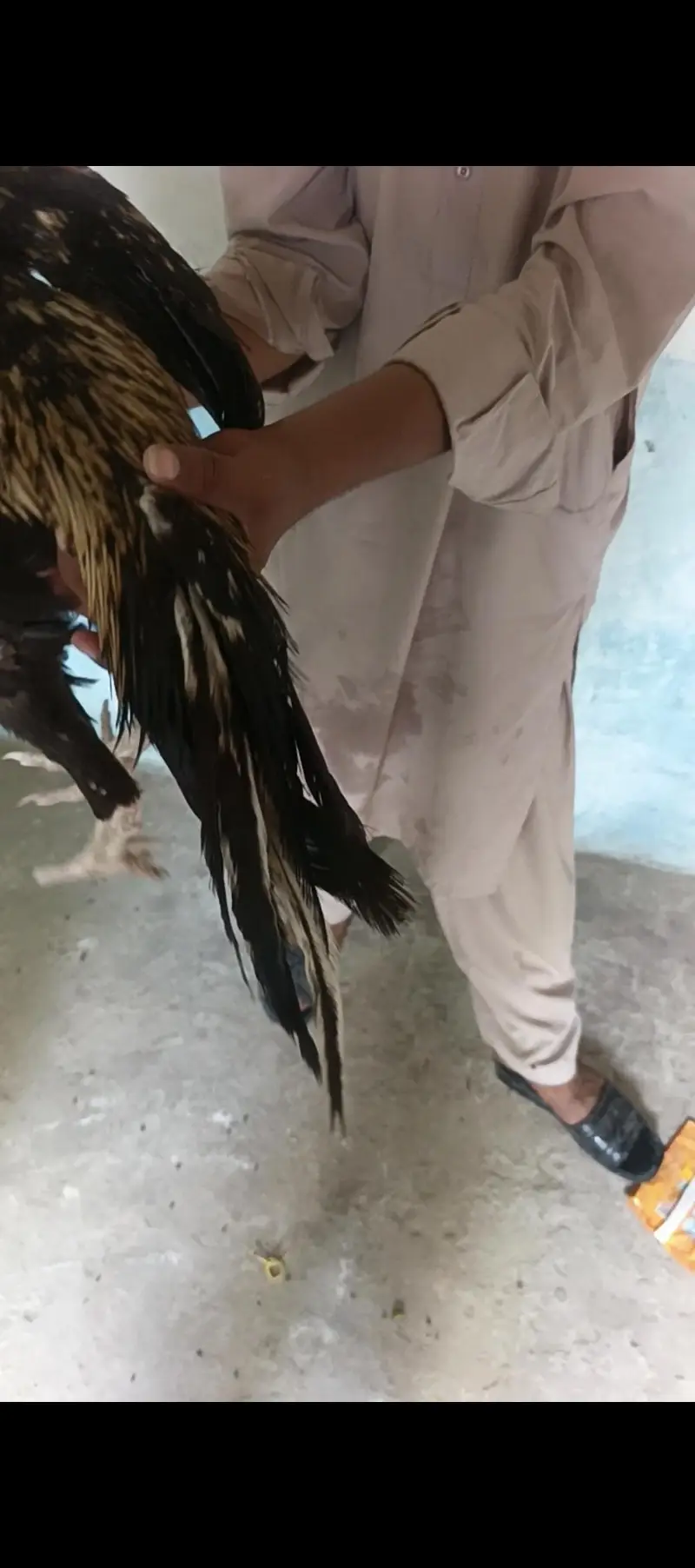 pure Pakistani High quality murga 4500 wazan mohre ka — photo 7