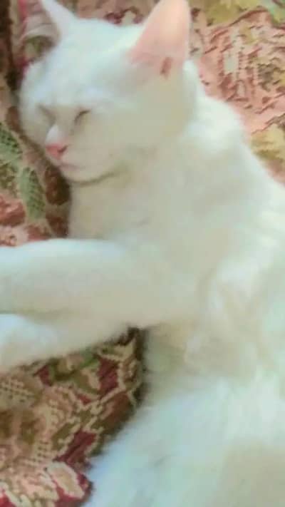 white Persian male