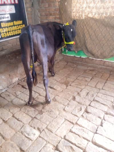 WACHA AGE ALMOST 9 MONTHS HOME BREED PHONE 318/5192424