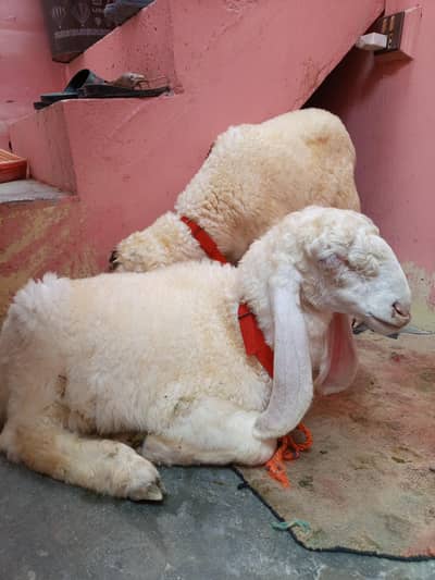 pure larkana gulabi male and female 2 months me bachy