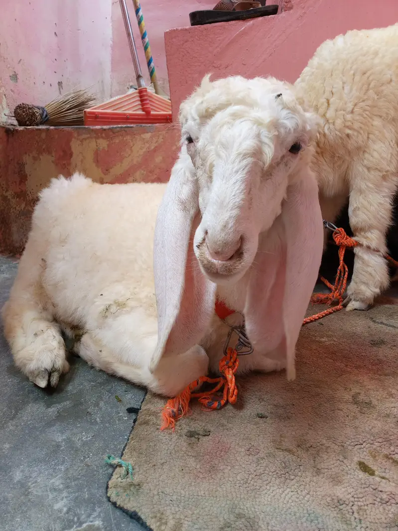 pure larkana gulabi male and female 2 months me bachy — photo 2