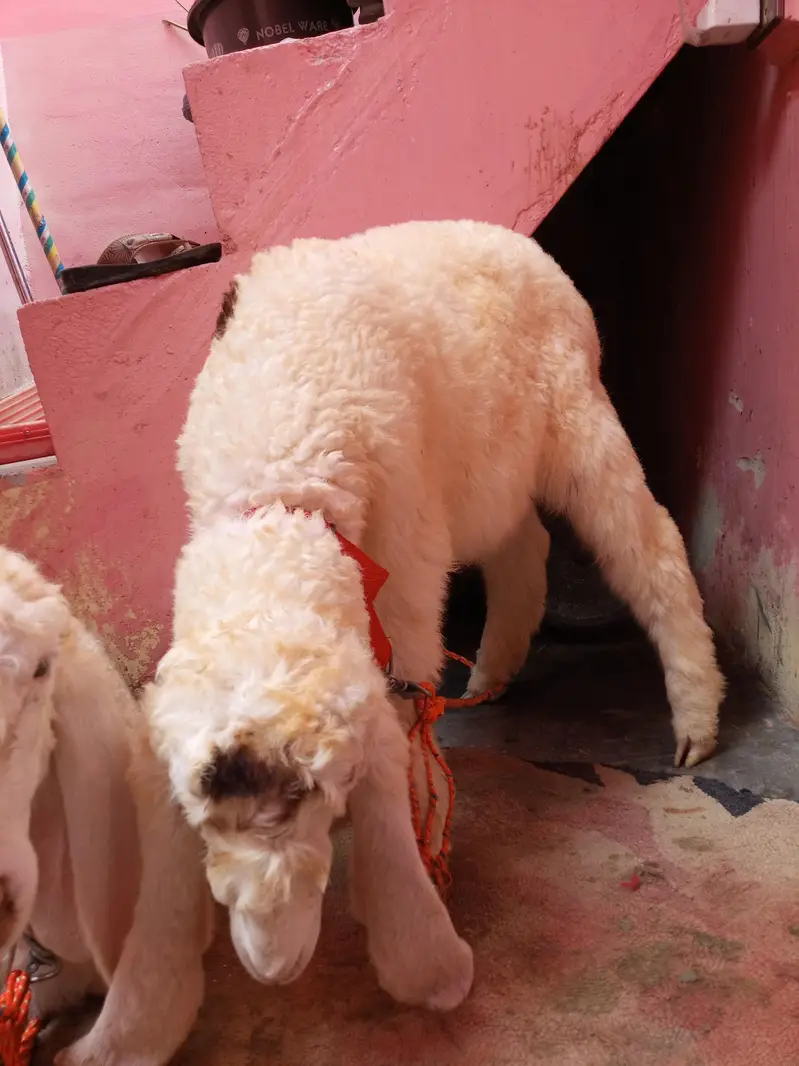 pure larkana gulabi male and female 2 months me bachy — photo 3