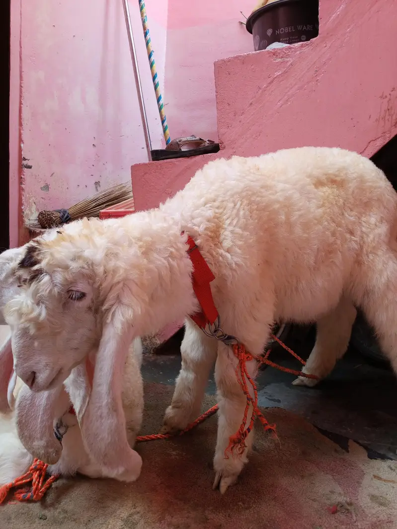 pure larkana gulabi male and female 2 months me bachy — photo 4