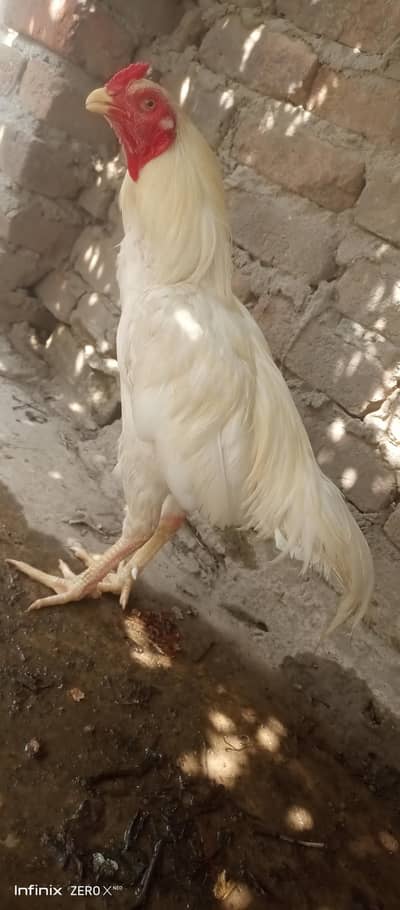 white assel murga