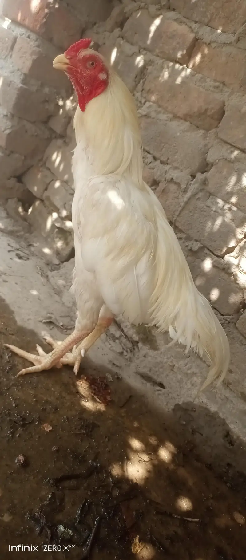white assel murga — photo 2