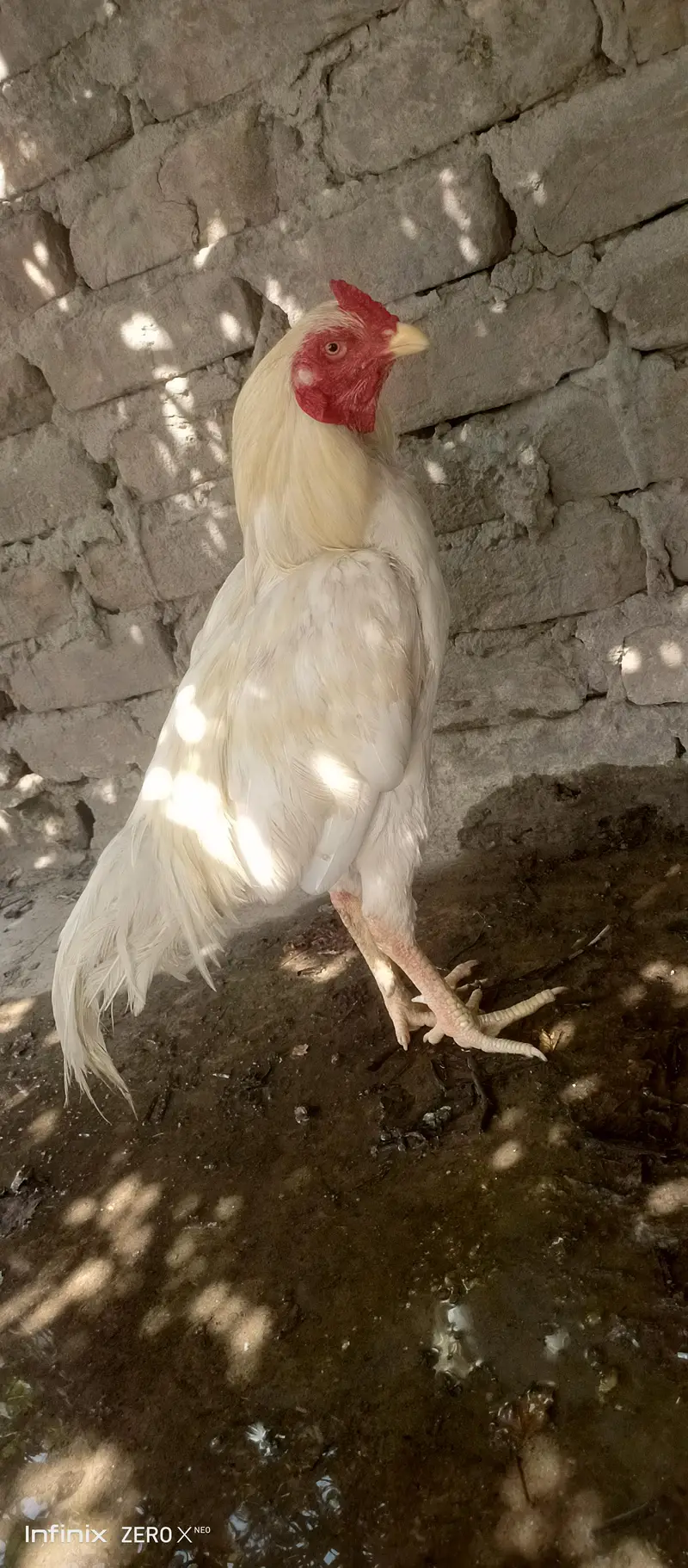 white assel murga — photo 4