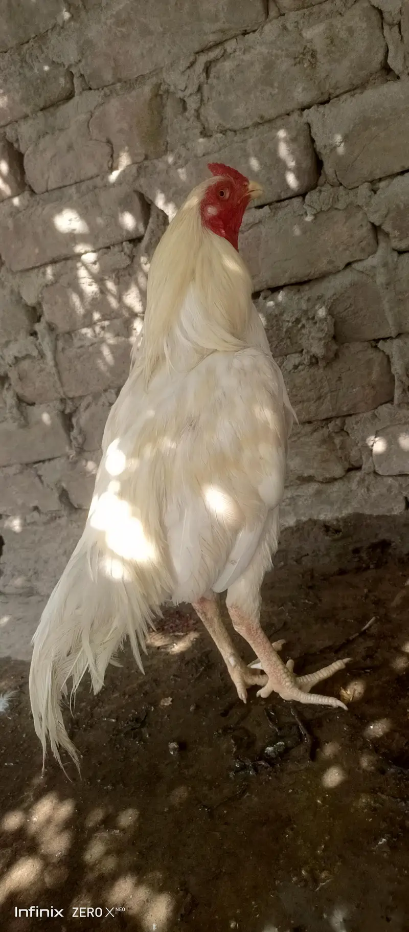 white assel murga — photo 5