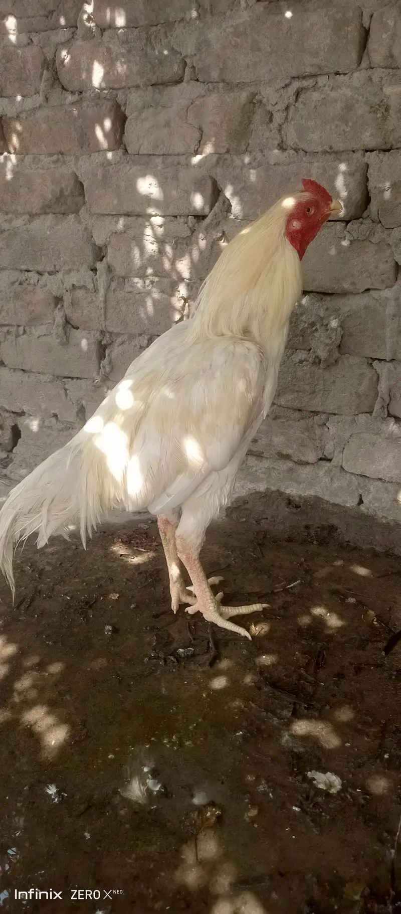 white assel murga — photo 7