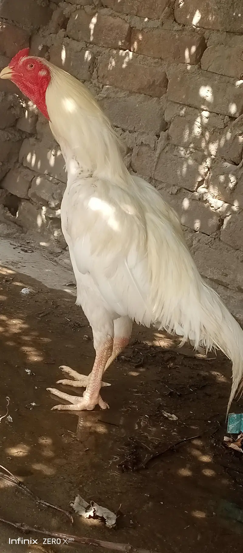 white assel murga — photo 8