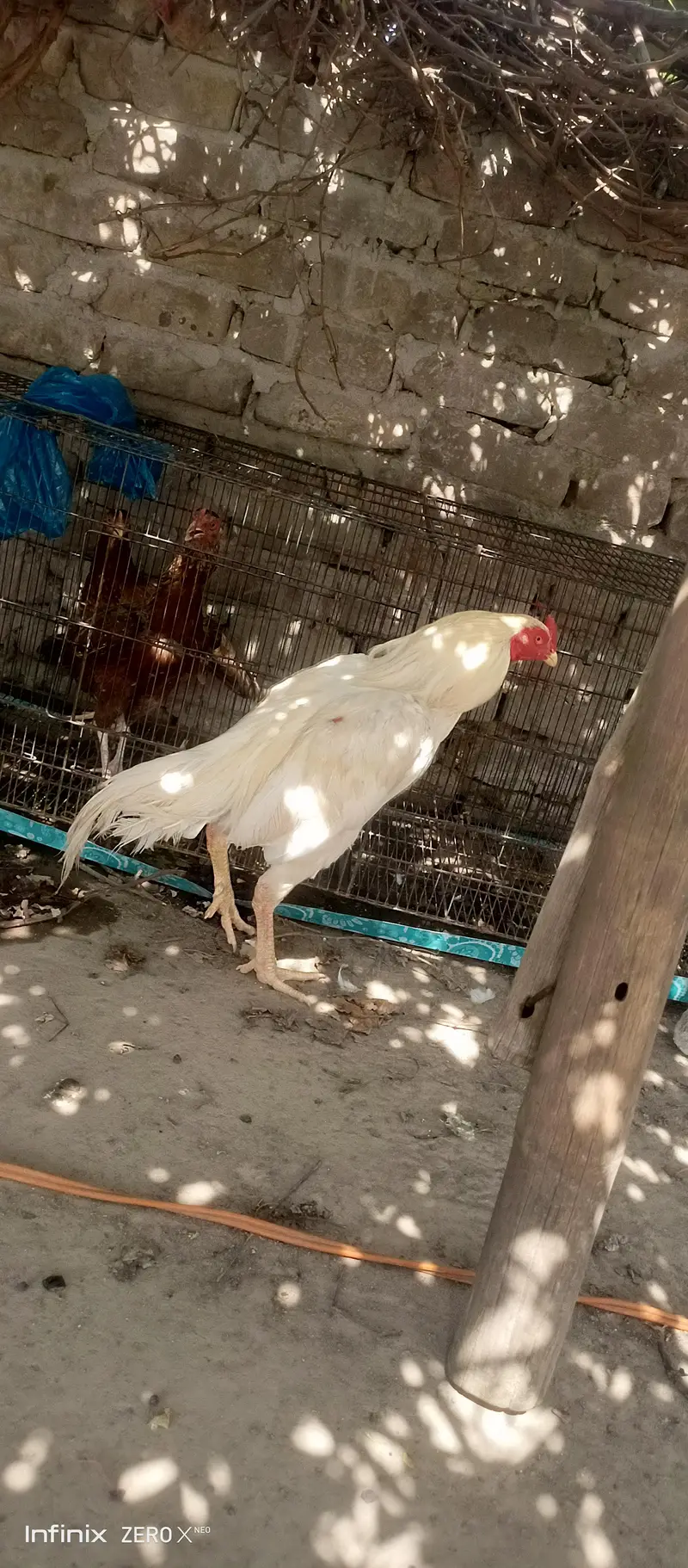 white assel murga — photo 9