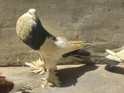 pouter/ gubara piegion