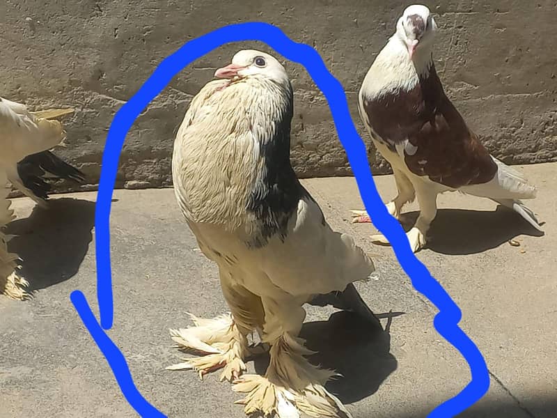 pouter/ gubara piegion 1