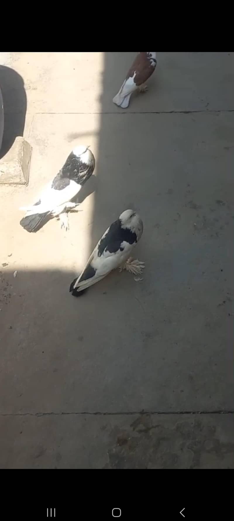 pouter/ gubara piegion 4