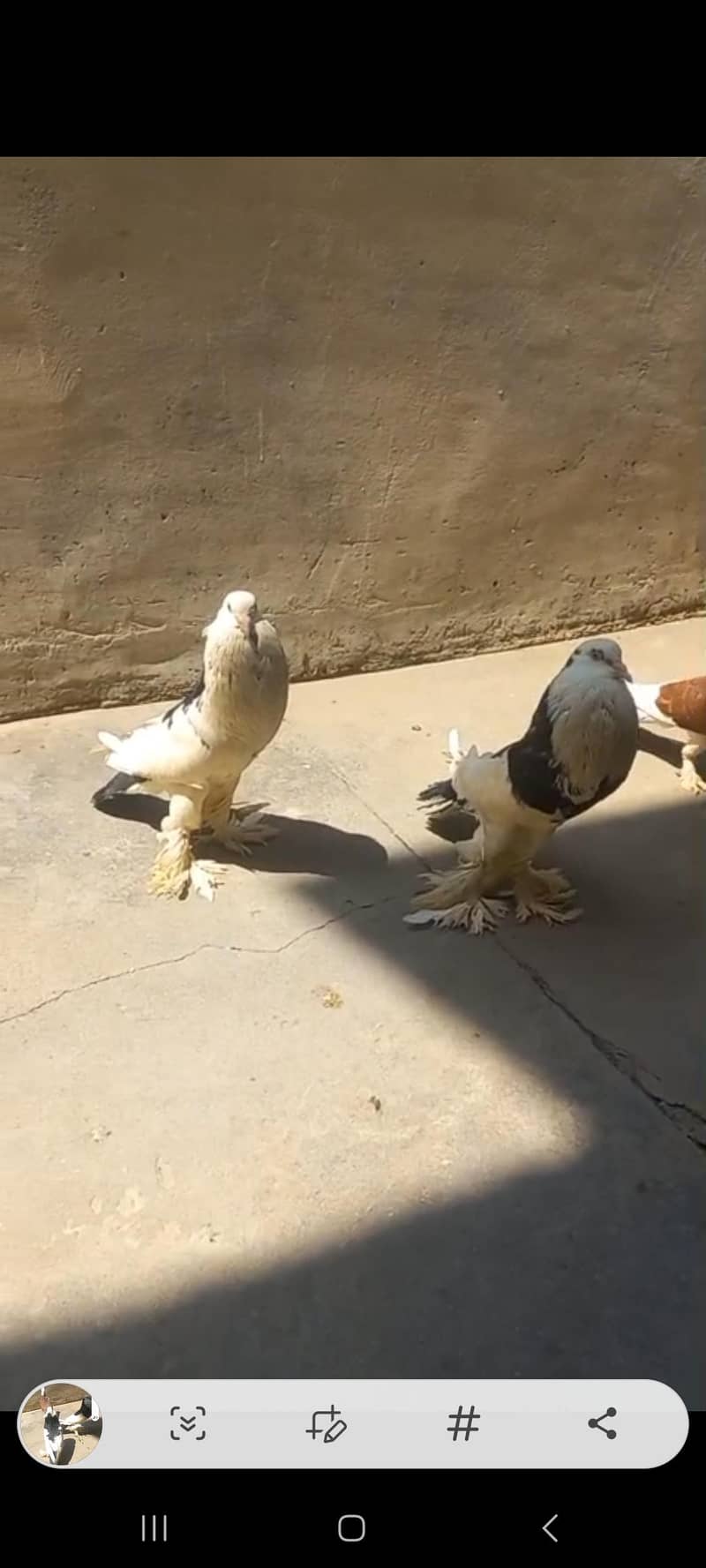 pouter/ gubara piegion 5