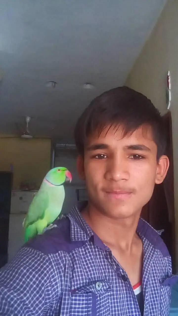 Fully hand tame ha bolta bi ha miya mitho — photo 3