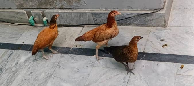 3 murghi 03004166805