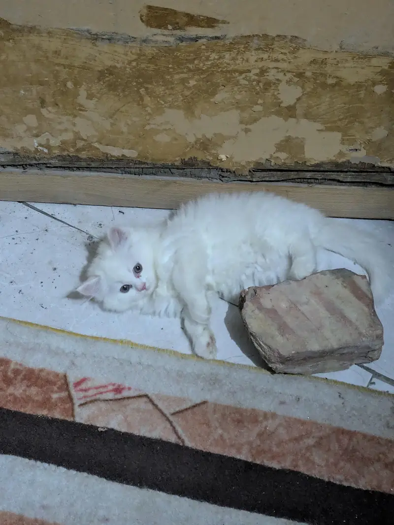 White Persian cat baby — photo 2