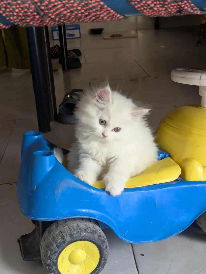 White Persian cat baby — photo 4