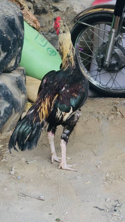 Aseel murga or aseel chick for sale