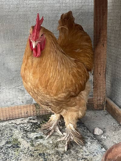 Golden buff male