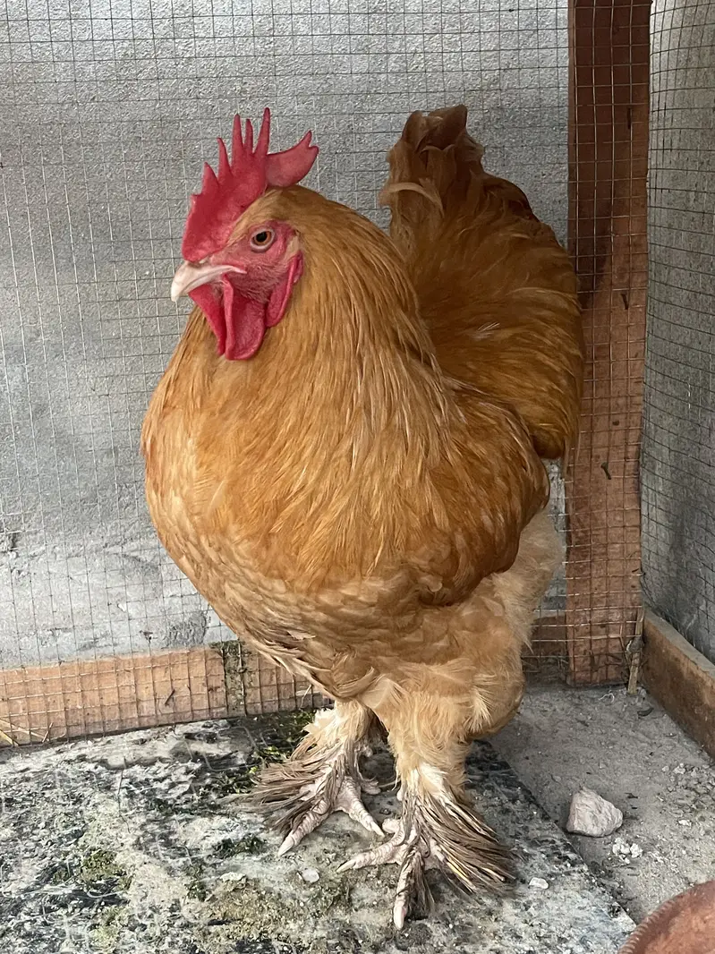 Golden buff male — photo 2