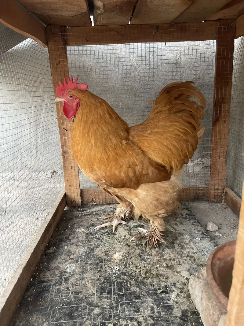 Golden buff male — photo 4