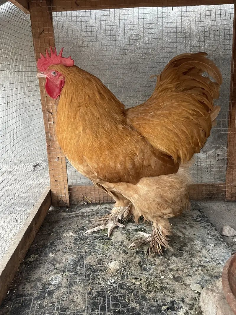 Golden buff male — photo 5