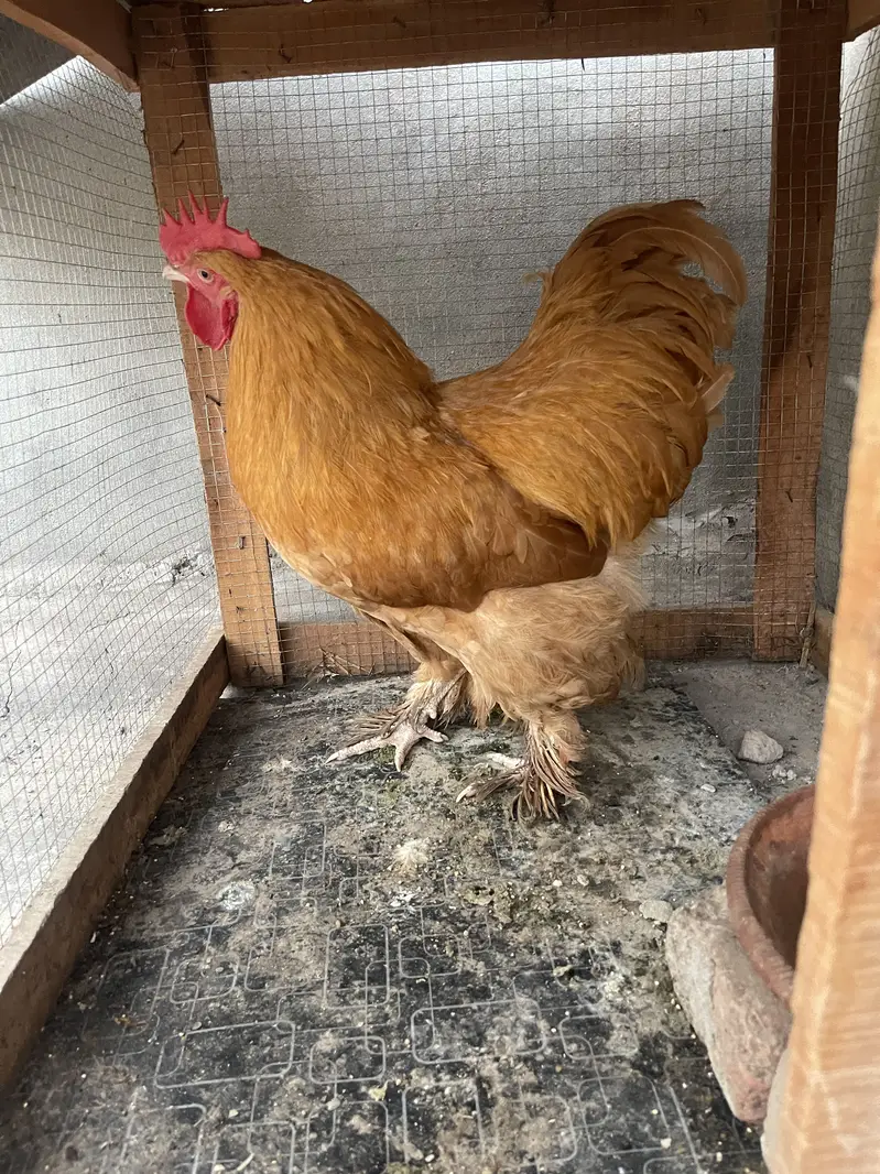 Golden buff male — photo 6