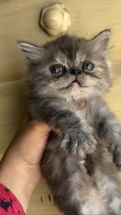 Persian punch face kitten
