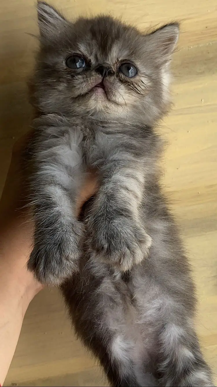 Persian punch face kitten — photo 2
