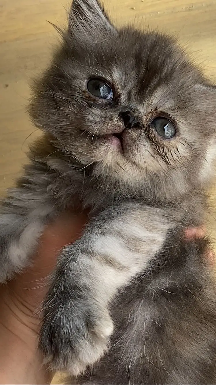 Persian punch face kitten — photo 3
