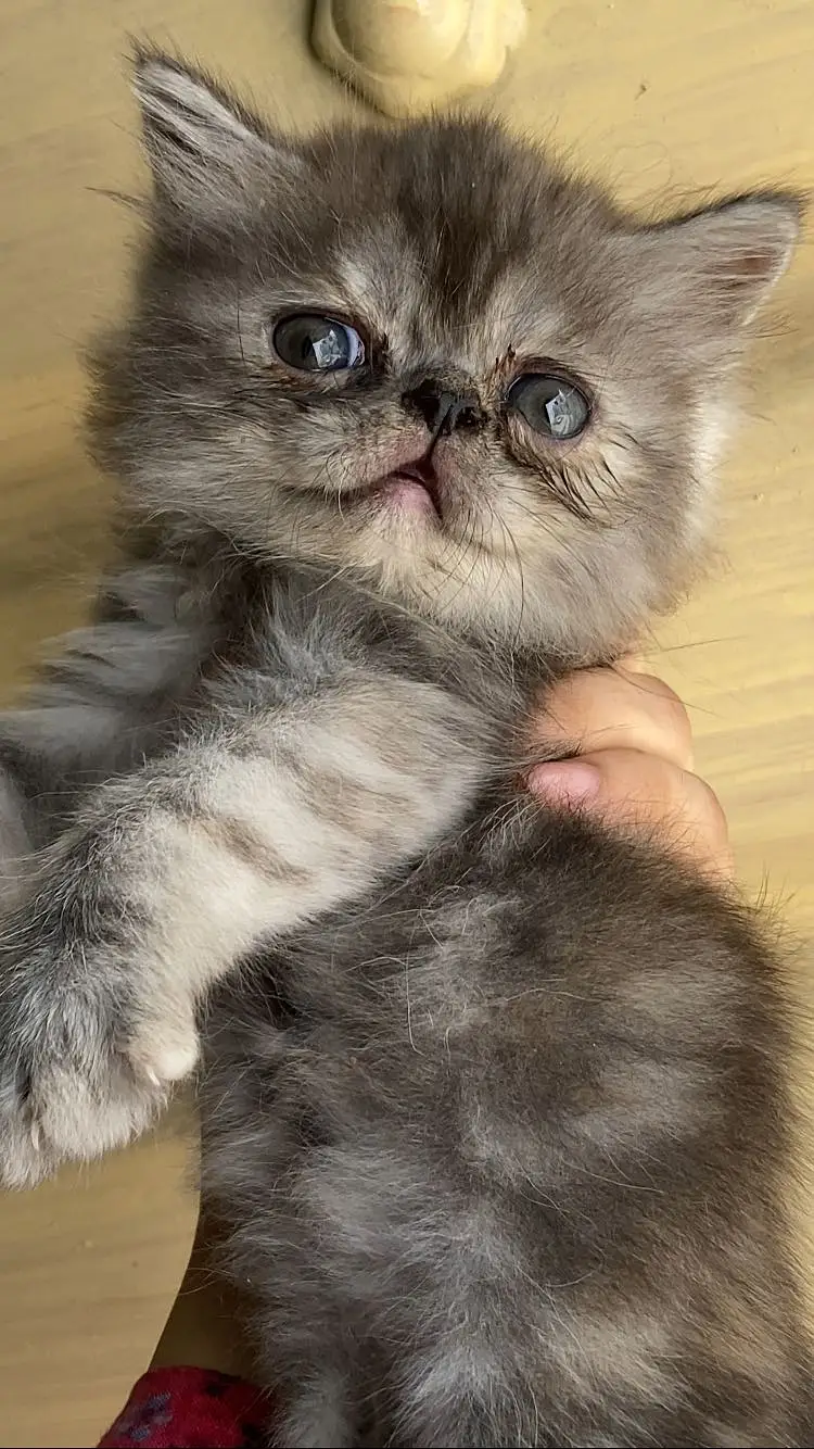 Persian punch face kitten — photo 4