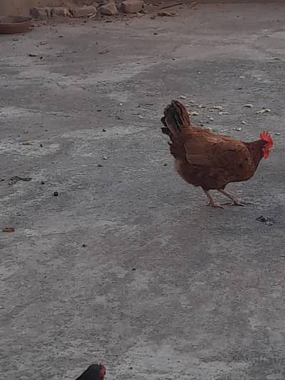 desi hen