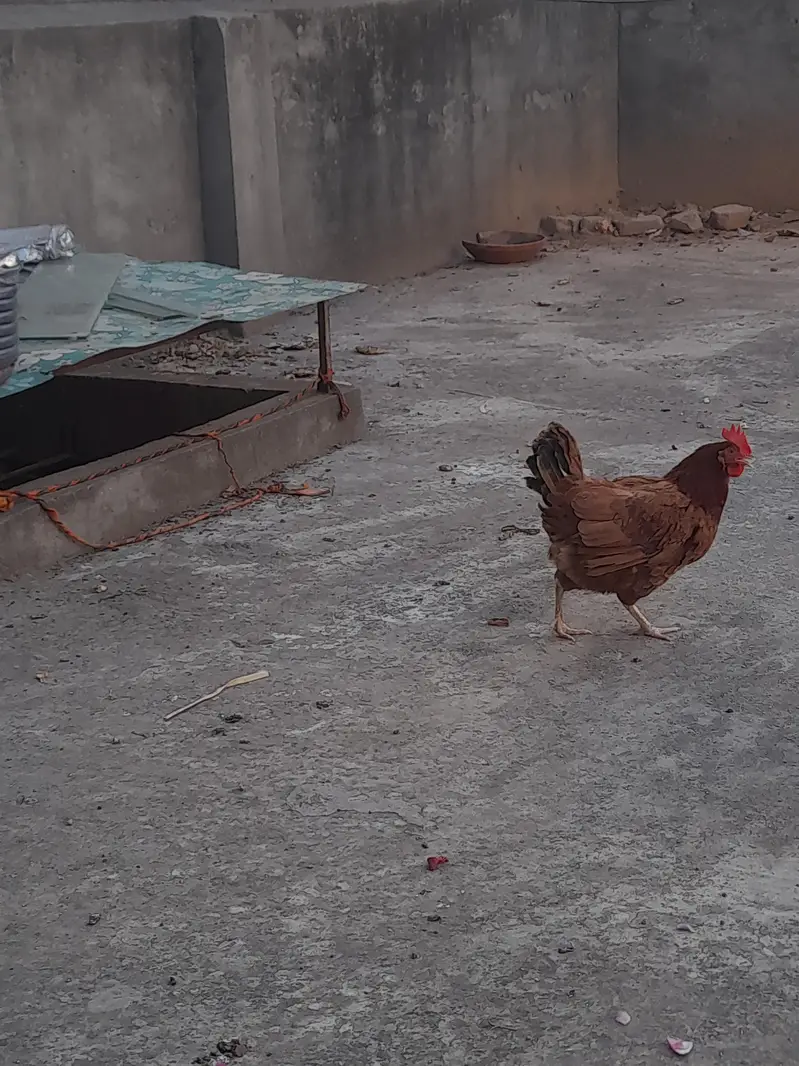 desi hen — photo 2