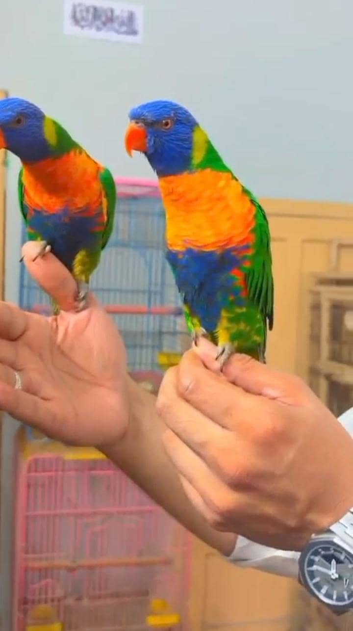 lories parrots pair 0