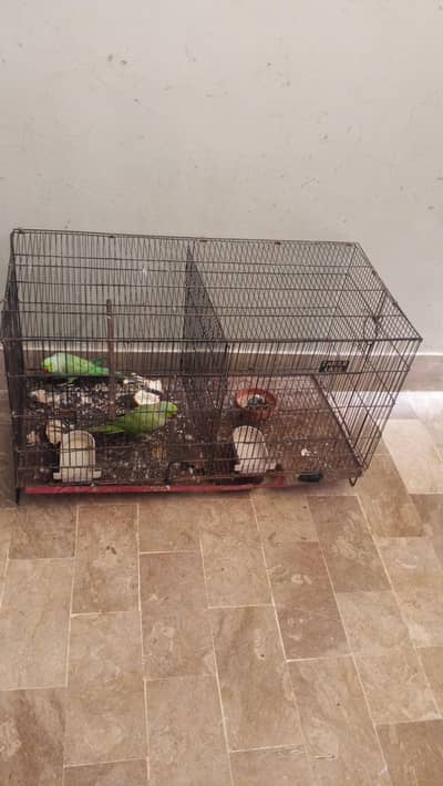 2 male ringneck available